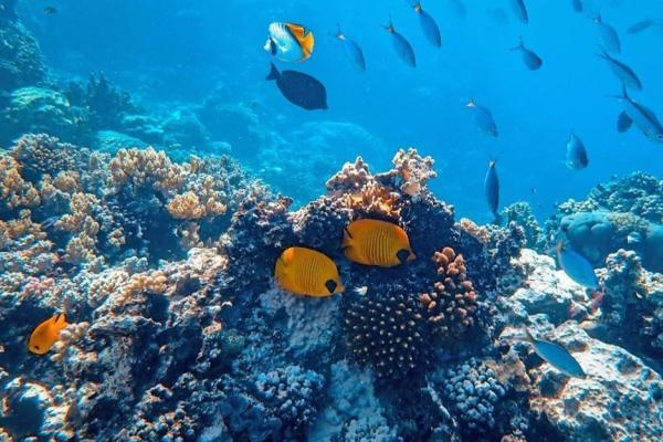 ردیابی سلامت صخره های مرجانی به وسیله هوش مصنوعی!