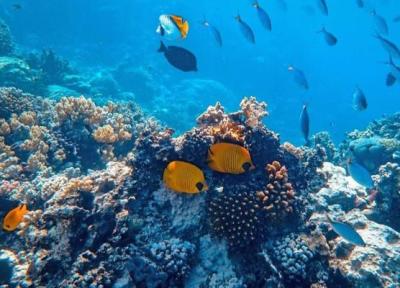 ردیابی سلامت صخره های مرجانی به وسیله هوش مصنوعی!